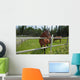 Horses Grazing Pasture