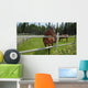 Horses Grazing Pasture