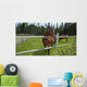 Horses Grazing Pasture