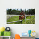 Horses Grazing Pasture
