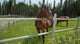 Horses Grazing Pasture
