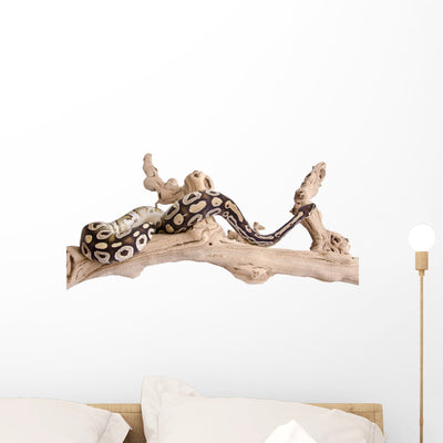 Mojave Royal Python Wall Decal shown on a wall