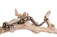 Mojave Royal Python Wall Decal