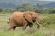 Elefant Elephant African Savannah