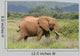 Elefant Elephant African Savannah