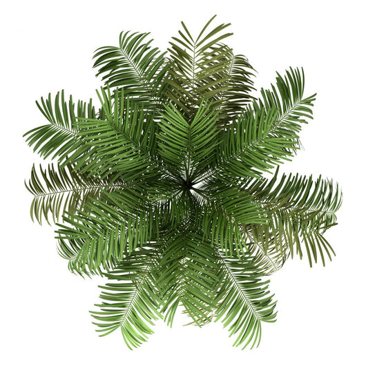 Top Areca Palm Tree Wall Decal