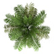 Top Areca Palm Tree Wall Decal