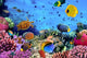 Photo Coral Colony Wall Decal