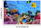 Photo Coral Colony Wall Decal