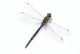 dragonfly Wall Decal