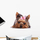 Cute Yorkshire Terrier Puppy Dog Looking a Little Sad Wall Decal