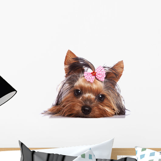Cute Yorkshire Terrier Puppy Dog Looking a Little Sad Wall Decal