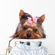 Cute Yorkshire Terrier Puppy Dog Looking a Little Sad Wall Decal
