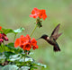 Ruby-throated Hummingbird Wall Mural