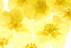 Yellow Flowers Light Box