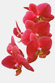 Red Orchid Wall Decal