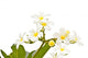 White Frangipani White Wall Mural