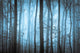 Dark Blue Spooky Forrest