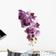 Orchid