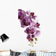 Orchid