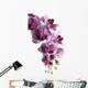 Orchid