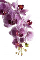 Orchid