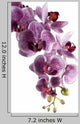 Orchid