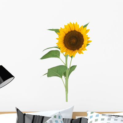 Sunflower shown on a wall