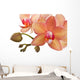 Orchideen