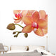 Orchideen