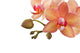Orchideen