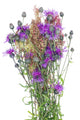 Thistle Wild Bunch Wall Decal
