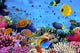 Photo Coral Colony