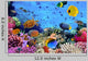 Photo Coral Colony