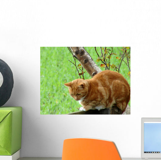Ginger Cat
