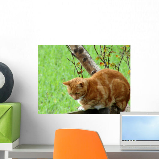 Ginger Cat