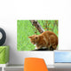 Ginger Cat