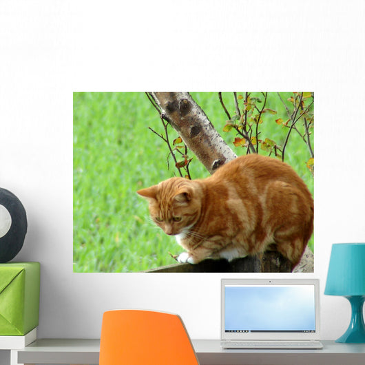 Ginger Cat