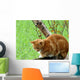 Ginger Cat