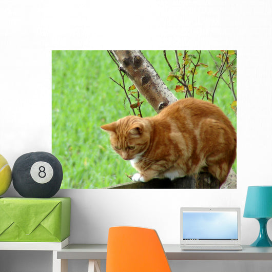 Ginger Cat