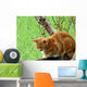 Ginger Cat