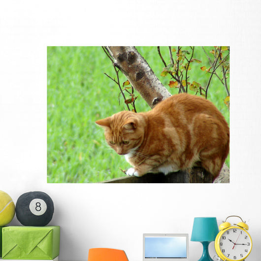 Ginger Cat