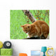 Ginger Cat