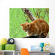 Ginger Cat