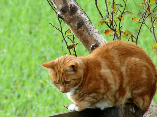 Ginger Cat