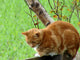Ginger Cat