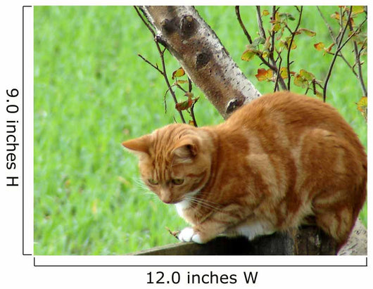 Ginger Cat