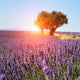 Lavender Field Provence France