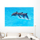 Leaping Bottlenose Dolphins Tursiops Wall Mural