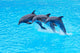 Leaping Bottlenose Dolphins Tursiops Wall Mural